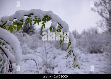 Aubépine avec des fruits avec de la neige adhérente. Les branches de l'aubépine pliées sous le poids de la neige et des fruits rouges brillants. Aubépine commune (C Banque D'Images