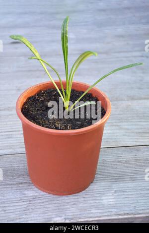 Gazania semis dans un pot de fleurs, gros plan Banque D'Images