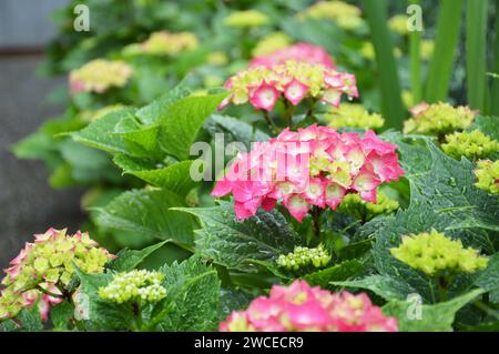 Hortensia rose florissante ou buisson hortensia le jour de pluie de printemps Banque D'Images