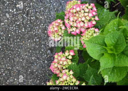 Fleurs d'hortensia rose, vue de dessus Banque D'Images