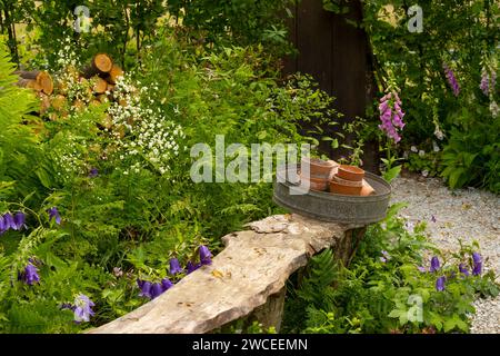 Conteneurs sur un banc en bois entouré par la plantation naturaliste de thalictrum delavaui 'Splenid White' Polystichum seniferum 'Herrenhausen' et Ampan Banque D'Images