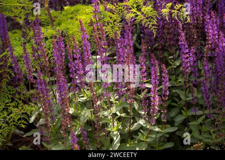 Salvia caradonna dans l'emblématique jardin des héros horticoles de RHS conçu par Carol Klein Banque D'Images