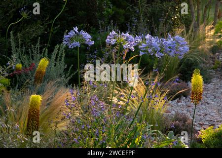 Agapanthus, Kniphofia et herbes ornementales dans le jardin sec du RHS Resilient Garden conçu par Tom Massey. Banque D'Images