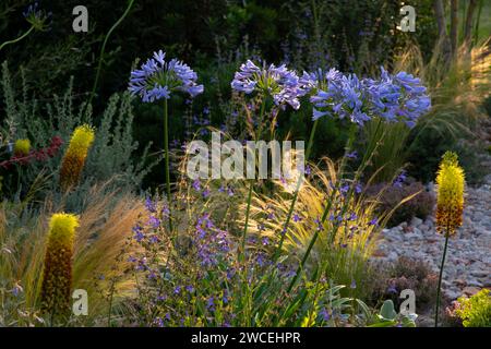 Agapanthus, Kniphofia et herbes ornementales dans le jardin sec du RHS Resilient Garden conçu par Tom Massey. Banque D'Images