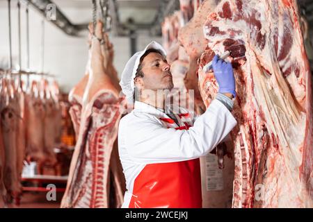 Boucher mesurant la température des carcasses de bœuf suspendues dans un entrepôt frigorifique Banque D'Images