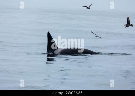 De grandes nageoires noires d'épaulards brisent la surface des eaux bleu gris de l'océan tandis que les mouettes tournent en cercle Banque D'Images