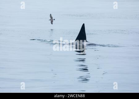 De grandes nageoires noires d'épaulards brisent la surface des eaux bleu gris de l'océan tandis que les mouettes tournent en cercle Banque D'Images