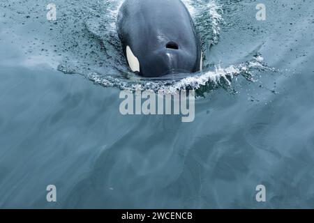 Curieuse baleine tueuse juvénile, Orcinus Orca, surfaces et nage sous le bateau Banque D'Images