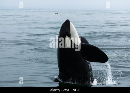 Les épaulards juvéniles se brisent et éclaboussent tout en jouant dans les eaux gris bleu de l'océan pacifique Banque D'Images