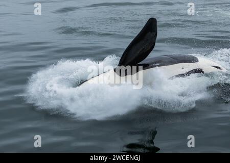 Les épaulards juvéniles se brisent et éclaboussent tout en jouant dans les eaux gris bleu de l'océan pacifique Banque D'Images