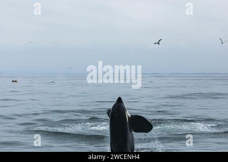 Les épaulards juvéniles se brisent et éclaboussent tout en jouant dans les eaux gris bleu de l'océan pacifique Banque D'Images