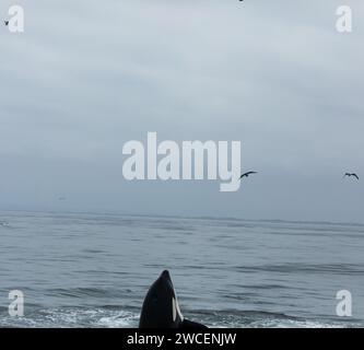 Les épaulards juvéniles se brisent et éclaboussent tout en jouant dans les eaux gris bleu de l'océan pacifique Banque D'Images