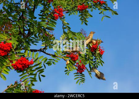 Cedar Waxwing sur la cendre de montagne, Split Rock Lighthouse State Park, Minnesota Banque D'Images