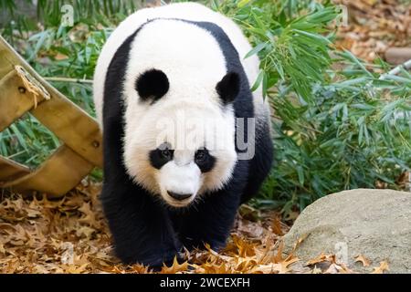 Ours de panda géant (Ailuropoda melanoleuca) au zoo d'Atlanta, en Géorgie. (ÉTATS-UNIS) Banque D'Images