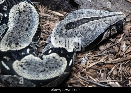 Gros plan d'un boa constricteur puissant et grand à l'exposition spectaculaire de reptiles et amphibiens écailleux du zoo d'Atlanta, en Géorgie. (ÉTATS-UNIS) Banque D'Images