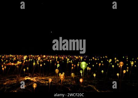 Sphères de verre dépoli vert et ambre, les lumières multicolores de Field of Light, une installation artistique de l'artiste Bruce Munro Uluru en Australie centrale Banque D'Images