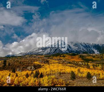 Tempête de défrichement, Aspens, Mount Wood, Ansel Adams Wilderness, Inyo National Forest, Eastern Sierra, Californie Banque D'Images