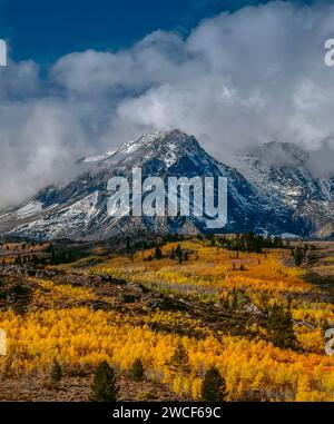 Tempête de défrichement, Aspens, Mount Wood, Ansel Adams Wilderness, Inyo National Forest, Eastern Sierra, Californie Banque D'Images