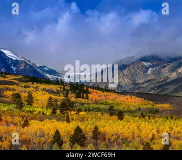 Nuages de tempête, Aspens, Poulus tremula, Parker Bench, Ansel Adams Wilderness, forêt nationale d'Inyo, Sierra orientale, Californie Banque D'Images