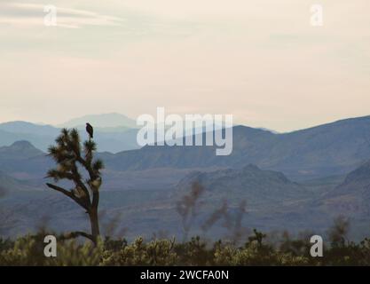 Hawk sur un Joshua Tree dans le comté de Mohave, Az regardant vers l'ouest dans Calif. Contexte - montagnes de l'Arizona et de la Californie. Banque D'Images