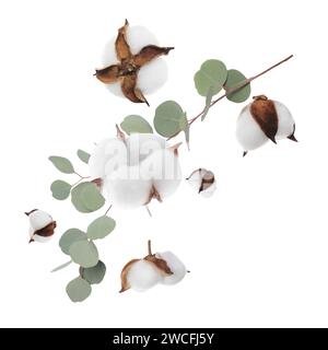 Fleurs de coton et feuilles d'eucalyptus tombant isolés sur blanc Banque D'Images