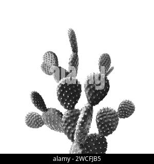 Beau grand cactus sur fond blanc. Couleur tonée Banque D'Images