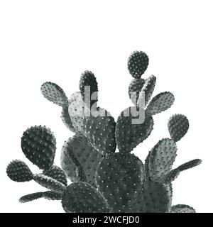 Beau grand cactus sur fond blanc. Couleur tonée Banque D'Images