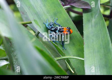 Ranitomeya benedicta femelle élevée en captivité, une espèce de grenouilles à fléchettes empoisonnées originaire du Pérou, dans un terrarium. Banque D'Images