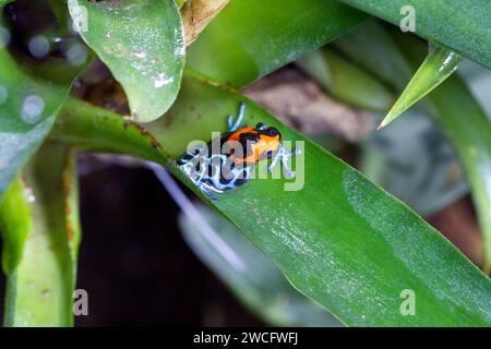 Ranitomeya benedicta femelle élevée en captivité, une espèce de grenouilles à fléchettes empoisonnées originaire du Pérou, dans un terrarium. Banque D'Images