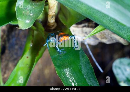 Ranitomeya benedicta femelle élevée en captivité, une espèce de grenouilles à fléchettes empoisonnées originaire du Pérou, dans un terrarium. Banque D'Images