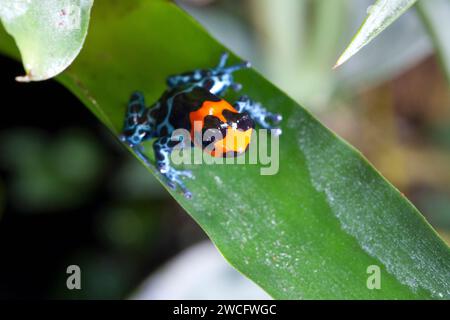 Ranitomeya benedicta femelle élevée en captivité, une espèce de grenouilles à fléchettes empoisonnées originaire du Pérou, dans un terrarium. Banque D'Images