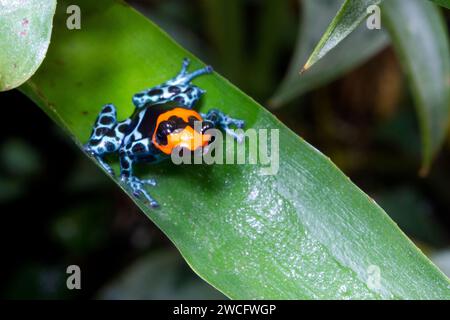 Ranitomeya benedicta femelle élevée en captivité, une espèce de grenouilles à fléchettes empoisonnées originaire du Pérou, dans un terrarium. Banque D'Images