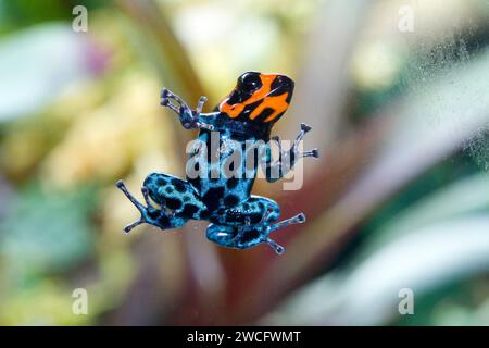 Ranitomeya benedicta femelle élevée en captivité, une espèce de grenouilles à fléchettes empoisonnées originaire du Pérou, dans un terrarium. Banque D'Images