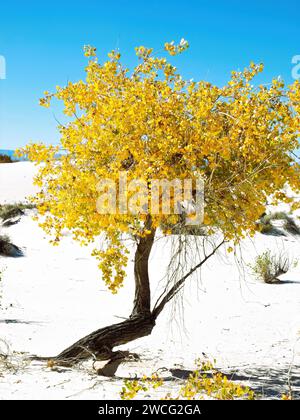Solo cotonnier doré d'automne au parc national de White Sands Banque D'Images
