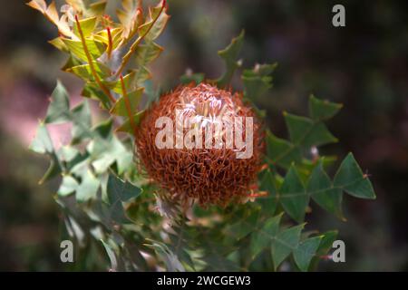 Gros plan de la fleur de la plante indigène Banksia baxteri. Banque D'Images