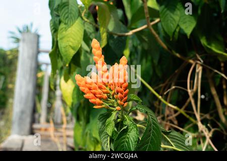 Fleurs oranges sur une plante Panama Queen dans un jardin tropical. Usine de crevettes oranges. Jolie fleur rouge d'aphelandra sincluriana sauvage. Banque D'Images