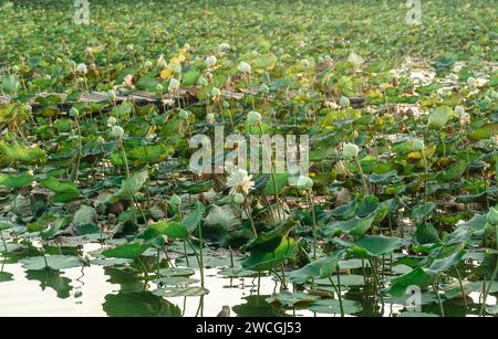 ferme de lotus le matin. Le paysage de la ferme de Lotus du Cambodge. Feuilles fraîches et beaux nénuphars dans le champ de la ferme de lotus à Nakhon Pathom Provinc Banque D'Images