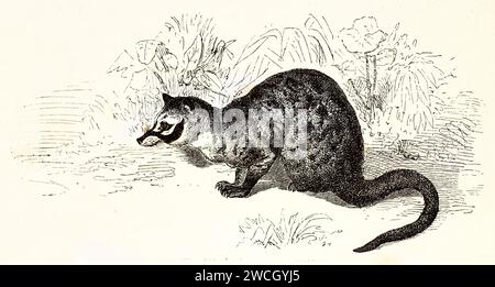 Vieille illustration gravée de palmier asiatique Civet. Créé par Zimmermann et Illner, publié sur Brehm, les Mammifères, Baillière et fils, Paris, 1878 Banque D'Images