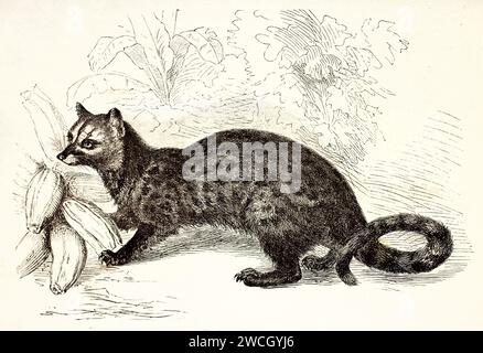 Vieille illustration gravée de palmier asiatique Civet. Créé par Zimmermann et Illner, publié sur Brehm, les Mammifères, Baillière et fils, Paris, 1878 Banque D'Images