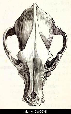 Crâne de Barbet, vue dorsale, illustration vétérinaire anatomique avec dessin au trait détaillé sur fond blanc. Publié en 1878 par Brehm, Baillière Banque D'Images