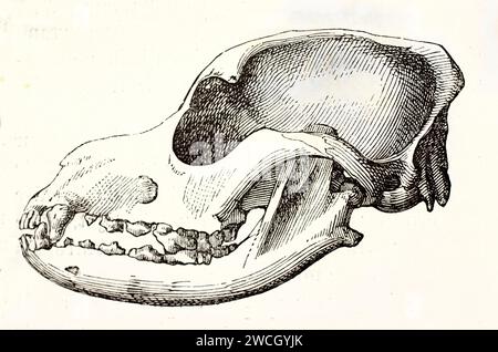 Crâne de Barbet en vue de côté, gravure anatomique utilisée comme référence scientifique. Dessin au trait expressif dans un style gravure sur bois. Publié en 1878 par Brehm, Paris. Banque D'Images