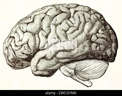 Vieille illustration gravée du cerveau humain du point de vue latéral. Par auteur inconnu, publié sur Brehm, les Mammifères, Baillière et fils, Paris, 1 Banque D'Images