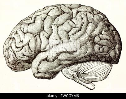 Vue latérale du cerveau humain avec cortex et cervelet visibles. Référence anatomique dans un style précis de gravure sur bois. Publié en 1878 par Brehm, Baillière Banque D'Images