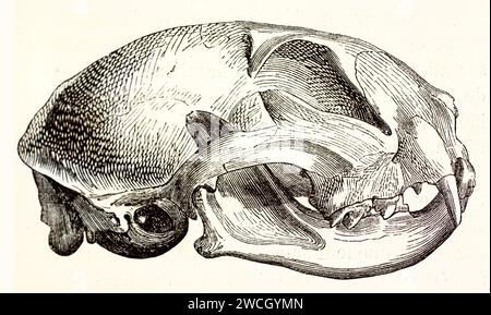Ancienne gravure anatomique de 1878 d'un crâne de chat vue de côté. Un dessin au trait précis révèle la structure crânienne avec un rendu naturaliste détaillé. Banque D'Images