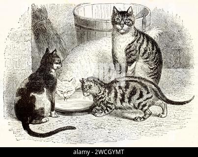 Vieille illustration gravée de chats domestiques. Par auteur inconnu, publié sur Brehm, les Mammifères, Baillière et fils, Paris, 1878 Banque D'Images