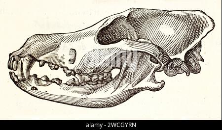 Ancienne illustration gravée du crâne de Dingo (vue de dessus). Par auteur inconnu publié sur Brehm, les Mammifères, Baillière et fils, Paris, 1878 Banque D'Images