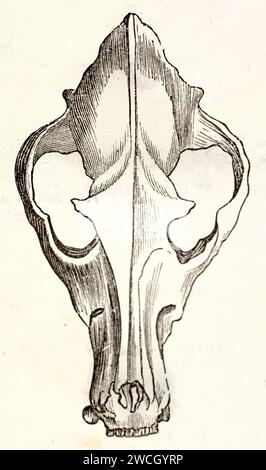Ancienne illustration gravée du crâne de Dingo (vue de dessus). Par auteur inconnu publié sur Brehm, les Mammifères, Baillière et fils, Paris, 1878 Banque D'Images
