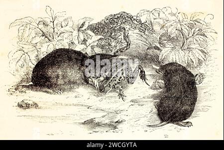 Vieille illustration gravée d'un couple de Mole orientale. Créé par Zimmermann, publié sur Brehm, les Mammifères, Baillière et fils, Paris, 1878 Banque D'Images