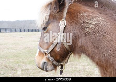 Un gros plan d'un cheval châtaignier debout gracieusement dans une prairie verdoyante Banque D'Images