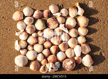 coquillages sur le sable sur la plage dans le rétro-éclairage du coucher du soleil, arrière-plan, gros plan Banque D'Images